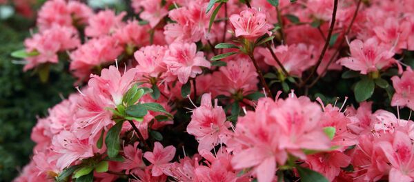 Latvijas Universitātes Botāniskajā dārza acālija - Sputnik Latvija