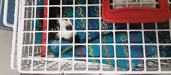 Бездомная кошка, спасенная из Рижского канала - Sputnik Латвия