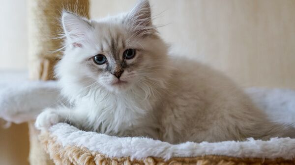Котенок породы невская маскарадная - Sputnik Латвия