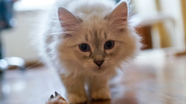 Котенок породы невская маскарадная - Sputnik Латвия