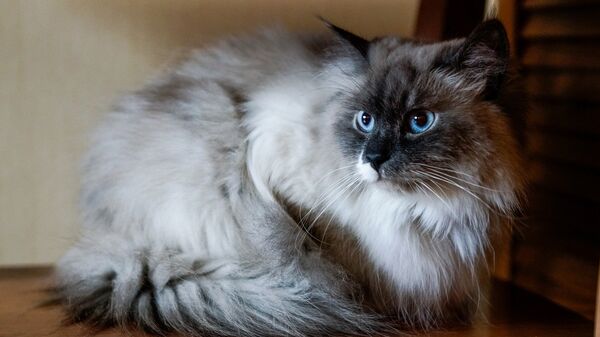 Кошка по кличке Зимушка породы невская маскарадная - Sputnik Латвия