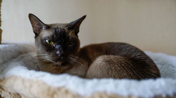 Кошка по кличке Даша породы бурма - Sputnik Латвия