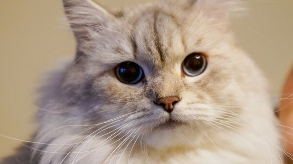 Кот по кличке Агат породы невская маскарадная - Sputnik Латвия