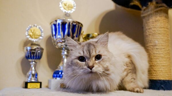 Кот по кличке Агат породы невская маскарадная со своими кубками - Sputnik Латвия