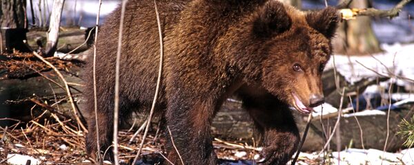 Медведь - Sputnik Latvija