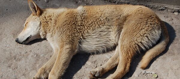 Бездомный пес на улице Бездомный пес на улице - Sputnik Латвия