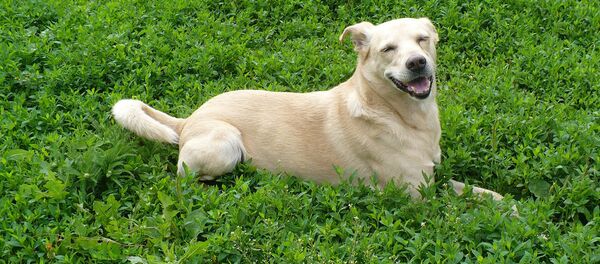 Собака Собака - Sputnik Латвия