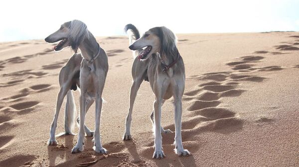 Собаки породы салюки - Sputnik Латвия