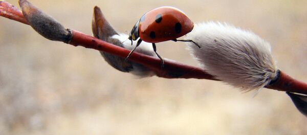 Божья коровка на веточке вербы - Sputnik Латвия