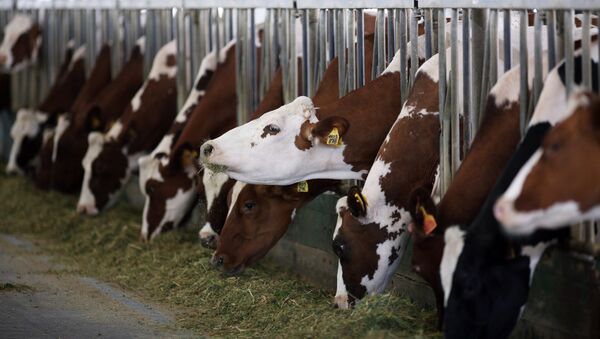 Коровы на молочно-товарной ферме - Sputnik Латвия
