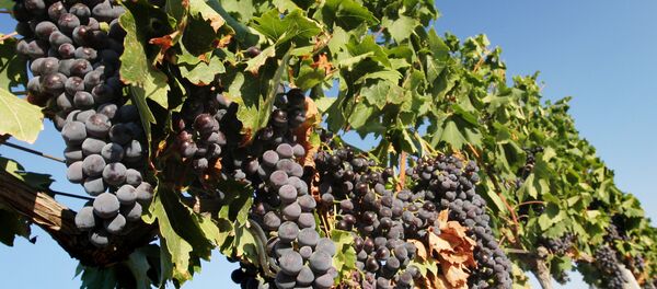 Сбор винограда - Sputnik Латвия