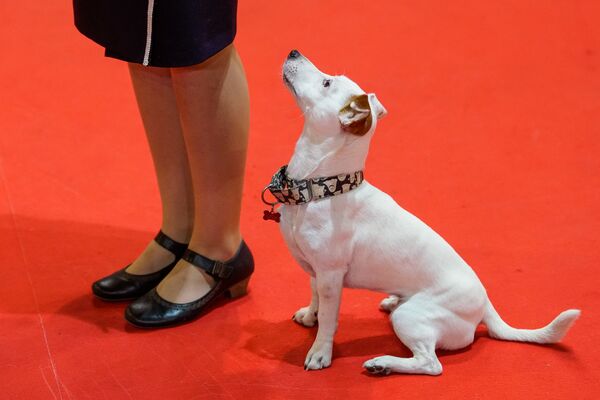 Один из участников международной выставки PetExpo 2017 - Sputnik Латвия