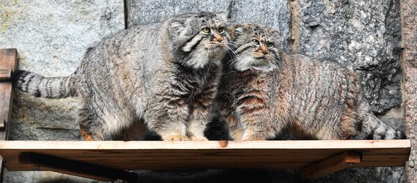 Maskavas zoodārzā Maskavas zoodārzā - Sputnik Latvija