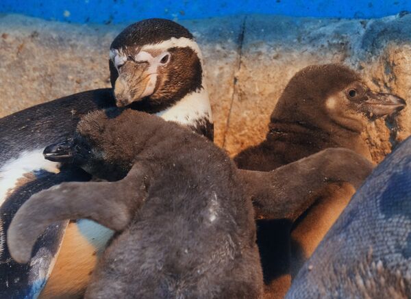 Пингвин Гумбольдта с птенцами в Московском зоопарке - Sputnik Латвия
