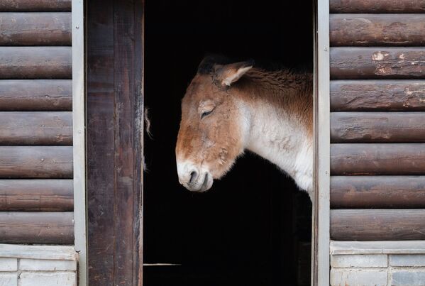 Кианг (equus kiang) в Московском зоопарке - Sputnik Латвия
