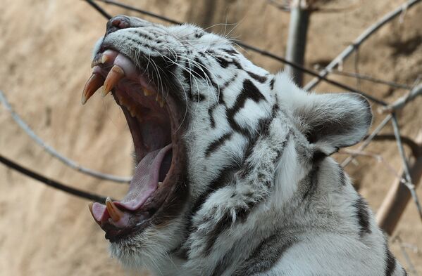 Бенгальский тигр белого окрас (panthera tigris) в Московском зоопарке - Sputnik Латвия
