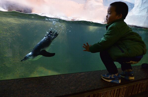Ребенок наблюдает, как пингвин Гумбольдта плавает под водой в вольере в Московском зоопарке - Sputnik Латвия