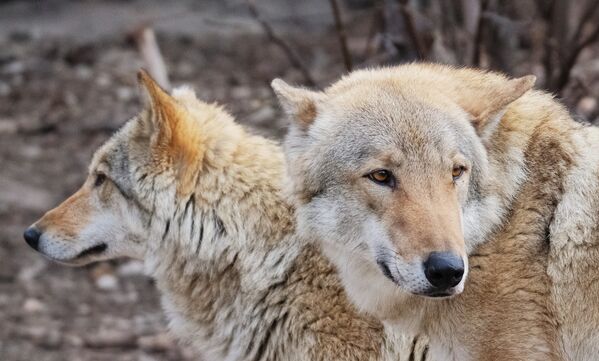 Европейские волки (canis lupus) в Московском зоопарке - Sputnik Латвия