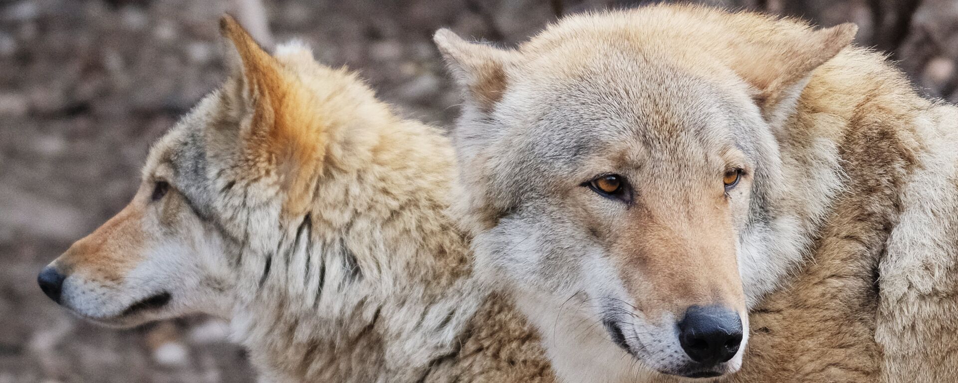 Европейские волки (canis lupus) в Московском зоопарке - Sputnik Латвия, 1920, 25.11.2019