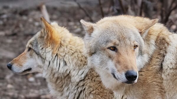 Европейские волки (canis lupus) в Московском зоопарке - Sputnik Латвия