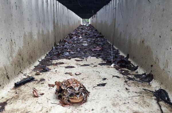 Подземный переход для лягушек Подземный переход для лягушек - Sputnik Латвия