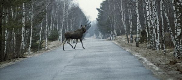 Лось на дороге Лось на дороге - Sputnik Латвия