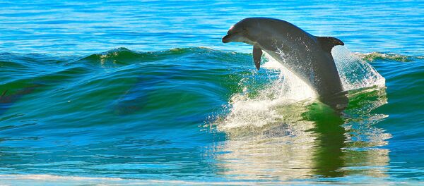 Дельфин - Sputnik Latvija
