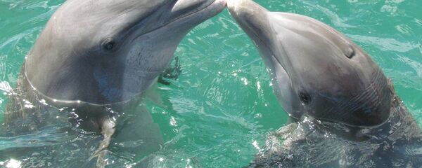 Дельфины - Sputnik Latvija