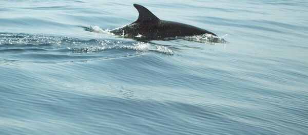 Дельфин - Sputnik Латвия