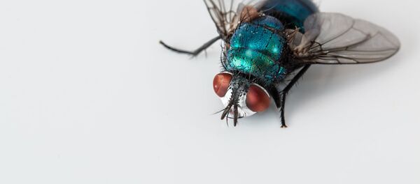 Муха - Sputnik Латвия