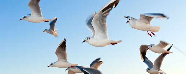 Чайки - Sputnik Латвия