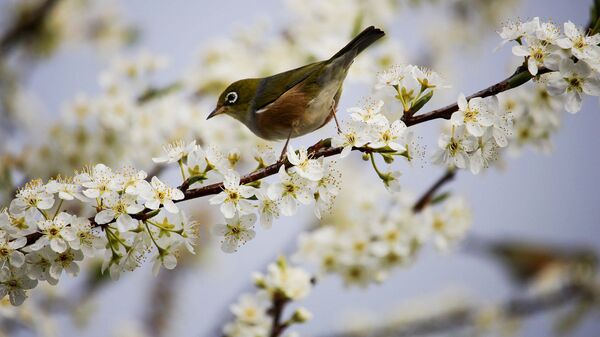 Весна Весна - Sputnik Латвия