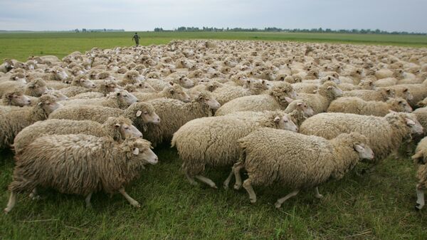 Овцы, архивное фото - Sputnik Латвия