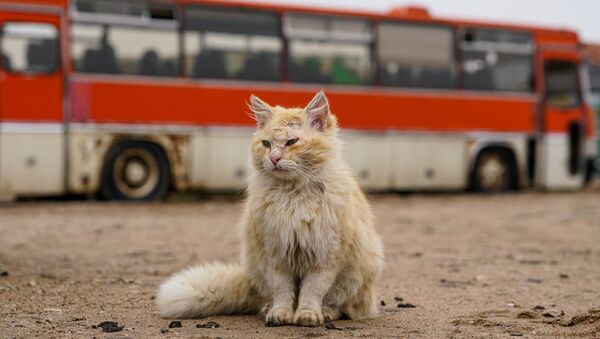 Кот, архивное фото - Sputnik Латвия
