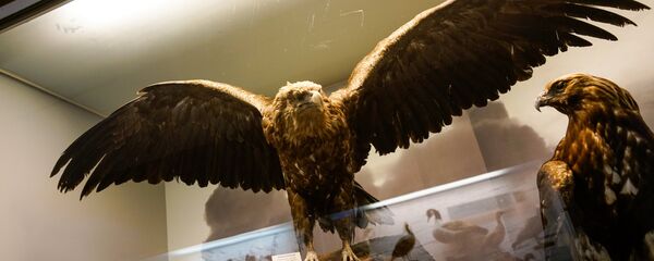 Орлан-белохвост встречается в латвийских лесах - Sputnik Латвия