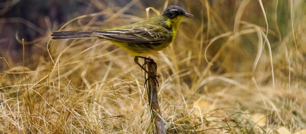 Желтая трясогузка - птица года в Латвии в 2017 году - Sputnik Латвия