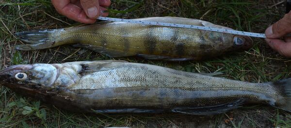 Судак - Sputnik Латвия