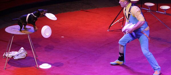 Международный цирковой фестиваль Золотой Карл-2016 - Sputnik Латвия