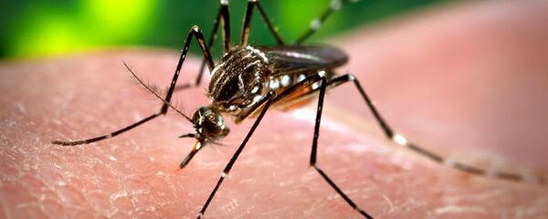 Комары вида aedes aegypti  - Sputnik Латвия