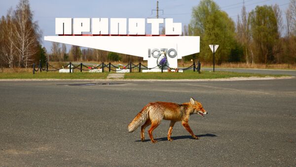 Лиса из Припяти - Sputnik Latvija