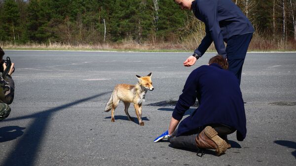 Лиса из Припяти - Sputnik Latvija