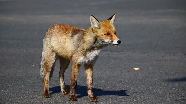 Лиса из Припяти - Sputnik Latvija