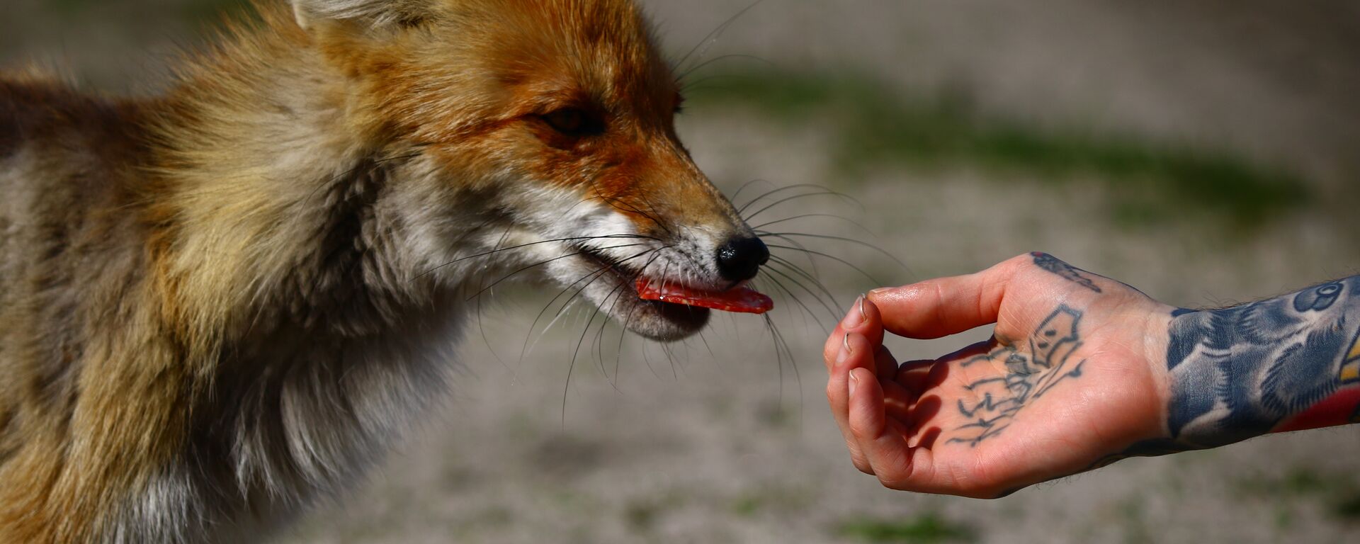 Лиса из Припяти - Sputnik Латвия, 1920, 02.06.2021