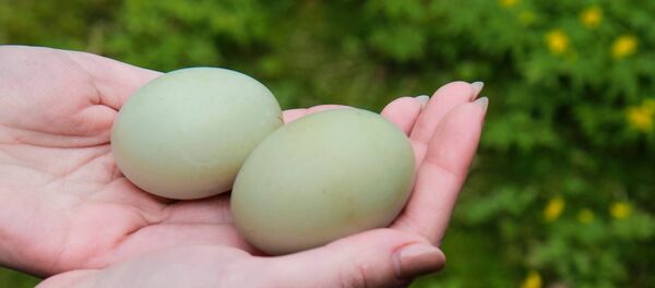 Гусиные яйца - Sputnik Латвия