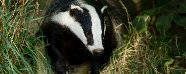 Барсук Барсук - Sputnik Латвия