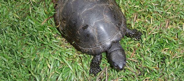 Европейская болотная черепаха - Sputnik Латвия