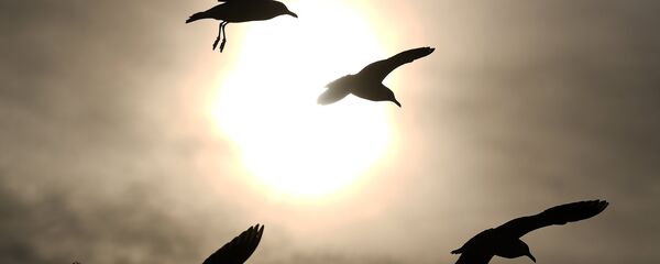 Страны мира. Республика Корея - Sputnik Латвия