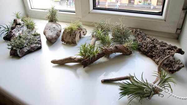 Тилландсия - род травянистых эпифитных вечнозелёных растений семейства Бромелиевые - Sputnik Латвия