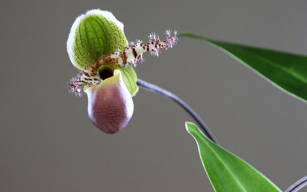 Одни из самых красивых орхидей – пафиопедилюмы, или башмачки - Sputnik Латвия