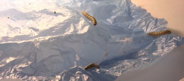 Испанские ученые показали червей, способных поедать полиэтилен - Sputnik Латвия